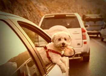 حمل حیوان در خودروهای ایران ممنوع شد