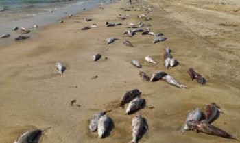 بیش از ۱۰ تن گربه ماهی در سواحل جاسک تلف شدند