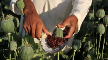 «تریاک» اولین و «گل» دومین مخدر پرمصرف در ایران است