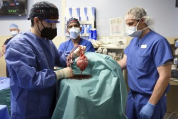 نخستین پیوند قلب خوک به انسان در آمریکا انجام شد