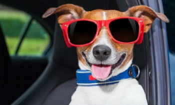 برخورد با سگ‌گردانی دستورکار روزانه پلیس ایران است