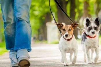 ورود سگها به پارکها جرم است ورود سگها به پارکها جرم است