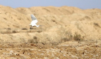 98 درصد تالاب گاوخونی خشک شد