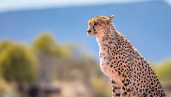 تنها ۴۰ یوزپلنگ در کل ایران باقی مانده است