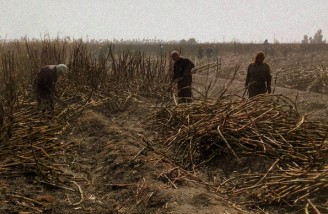 تجمع دوباره کارگران نی‌بر مجتمع کشت‌وصنعت هفت‌تپه