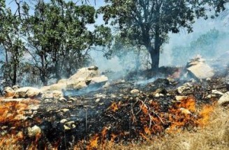 ۲۰۰ هکتار از جنگل‌های مریوان طعمه آتش شد