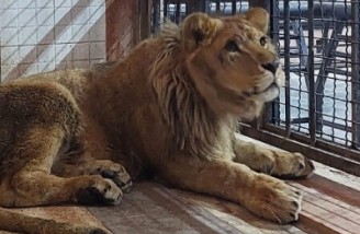 یک باغ وحش خانگی در خمینی شهر اصفهان کشف شد