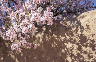 به شکوفه ها به باران برسان سلام ما را