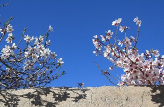 به شکوفه ها به باران برسان سلام ما را