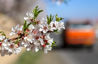 به شکوفه ها به باران برسان سلام ما را