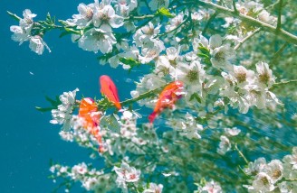 به شکوفه ها به باران برسان سلام ما را