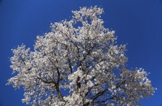 به شکوفه ها به باران برسان سلام ما را