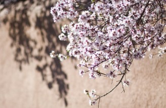 به شکوفه ها به باران برسان سلام ما را