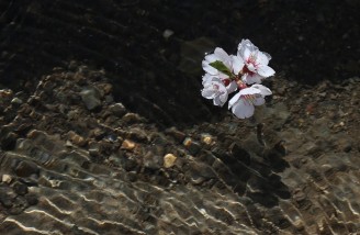 به شکوفه ها به باران برسان سلام ما را