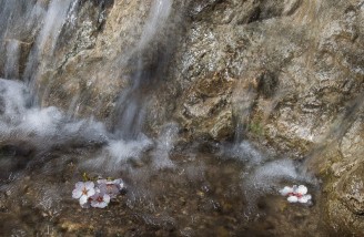 به شکوفه ها به باران برسان سلام ما را