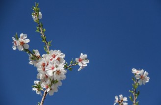 به شکوفه ها به باران برسان سلام ما را