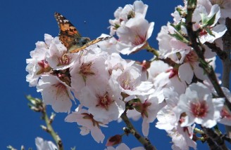 به شکوفه ها به باران برسان سلام ما را