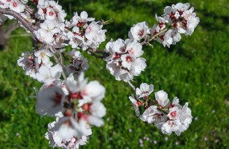 به شکوفه ها به باران برسان سلام ما را