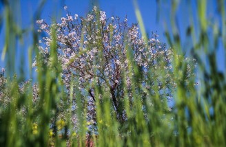 به شکوفه ها به باران برسان سلام ما را