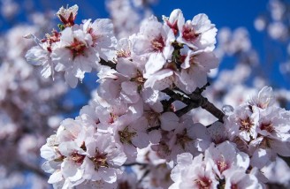 به شکوفه ها به باران برسان سلام ما را