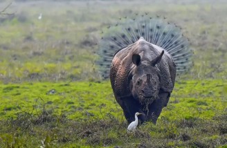 Rhinopeacock| Kallol Mukherjee