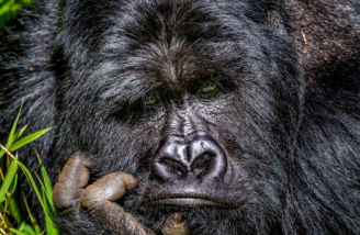 تصاویر برگزیده مسابقه کمدی حیات وحش در سال 2020