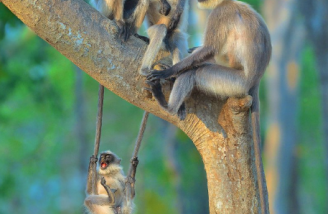 تصاویر برگزیده مسابقه کمدی حیات وحش در سال 2020