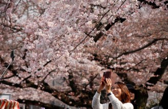 ژاپن؛ جشن شکوفه های گیلاس 