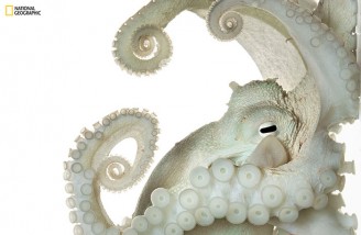 ۵۲ تصویر برتر به انتخاب نشنال جئوگرافی (بخش اول)