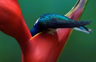 تصاویر برتر مسابقه عکاسی اودوبان در سال 2019