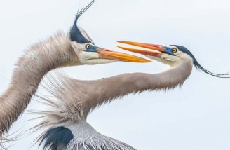 تصاویر برتر مسابقه عکاسی اودوبان در سال 2019