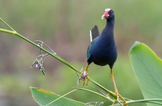 تصاویر برتر مسابقه عکاسی اودوبان در سال 2019