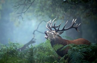 ۵۲ تصویر برتر به انتخاب نشنال جئوگرافی (بخش اول)