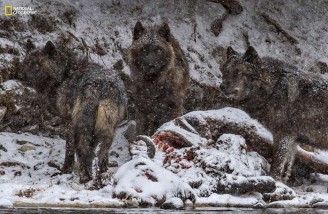 ۵۲ تصویر برتر به انتخاب نشنال جئوگرافی (بخش اول)