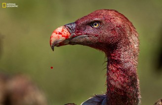 ۵۲ تصویر برتر به انتخاب نشنال جئوگرافی (بخش اول)