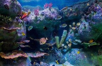 نخستین تونل آکواریوم شهری ایران| اصفهان