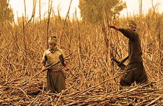 هشت ماه حبس برای هفت کارگر مجتمع نیشکر هفت‌تپه