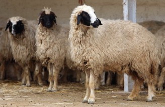 ۱۱۰ گوسفند باهدف سربلندی مردم در انتخابات قربانی می شوند
