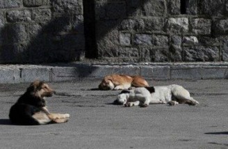 در ایران بین یک تا سه میلیون سگ بلاصاحب وجود دارد