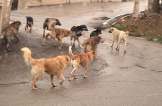 حمایت نمایشی از حقوق حیوانات باعث افزایش سگ‌های ولگرد شده است