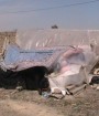 9 بی سرپناه در مکان های عمومی تهران جان خویش را از دست داده اند