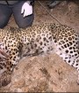 سالانه ۱۶قلاده پلنگ ایرانی تلف می‌شوند