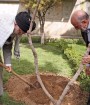 رهبر انقلاب: مسئولان مانع از بین رفتن درختان موجود در شهرها شوند