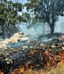 ۲۰۰ هکتار از جنگل‌های مریوان طعمه آتش شد