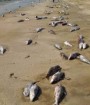 بیش از ۱۰ تن گربه ماهی در سواحل جاسک تلف شدند
