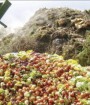 ۳۵ درصد محصولات کشاورزی ایران به ضایعات تبدیل می‌شود
