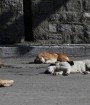 در ایران بین یک تا سه میلیون سگ بلاصاحب وجود دارد