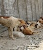 بیش از 400 هزار قلاده سگ ولگرد در تهران وجود دارد