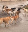 حمایت نمایشی از حقوق حیوانات باعث افزایش سگ‌های ولگرد شده است