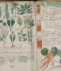 مرموزترین کتاب جهان؛ «دست‌نوشتۀ وُینیچ»